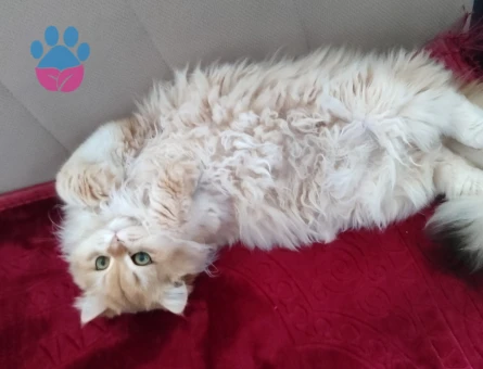 BlH Ny12 secereli 8aylik erkek