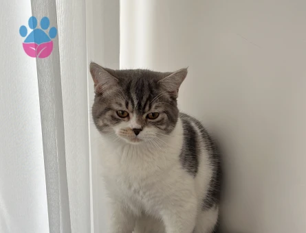 7 aylık erkek melez kedime eş arıyorum