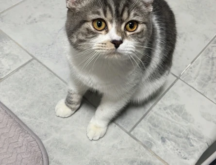 7 aylık erkek melez kedime eş arıyorum - 118973814