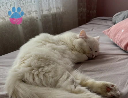 Ankara Kedisi Sütlü Kızıma Eş Arıyorum