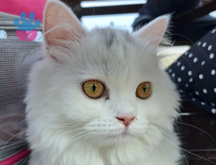 Ankara Kedisi Sütlü Kızıma Eş Arıyorum