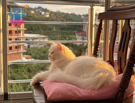 Ankara Kedisi Sütlü Kızıma Eş Arıyorum