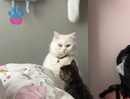 Ankara Kedisi Sütlü Kızıma Eş Arıyorum