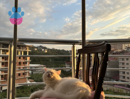 Ankara Kedisi Sütlü Kızıma Eş Arıyorum