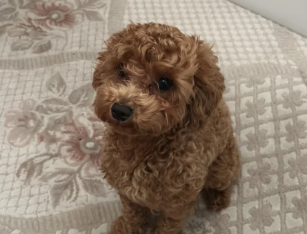 Orjinal Toy Poodle Kızıma Eş Arıyorum. - 118973817
