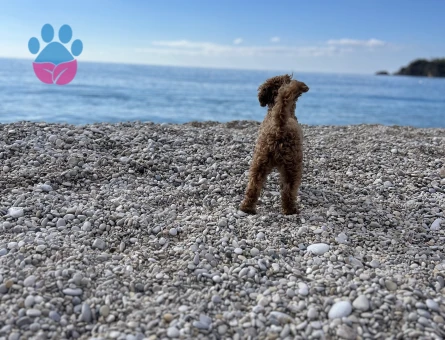 Orjinal Toy Poodle Kızıma Eş Arıyorum.