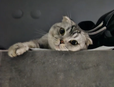 Scottish Fold Oğlum İçin Eş Arıyorum - 118973821