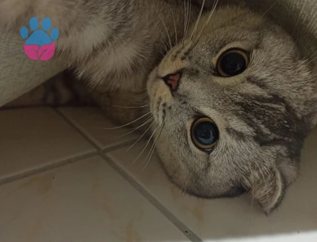 Scottish Fold Oğlum İçin Eş Arıyorum