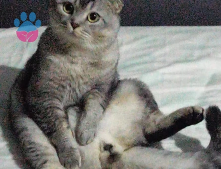 Scottish Fold Oğlum İçin Eş Arıyorum