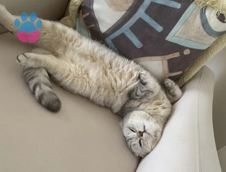 17 aylık kızımıza eş arıyoruz