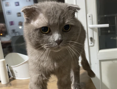 Scottish fold 3 Yaşında Kedim Eş Arıyor - 118981515