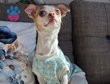 Chihuahua 3 yaşındaki kızımıza eş arıyoruz