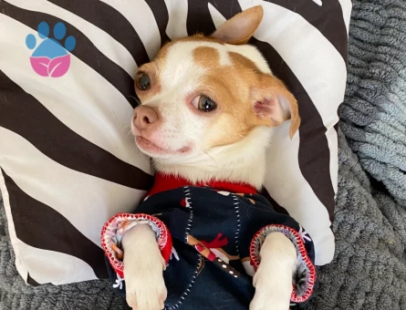 Chihuahua 3 yaşındaki kızımıza eş arıyoruz