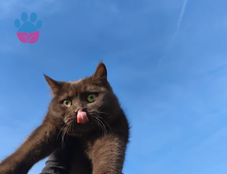 Dişi 1 yaşında chocolatte cinsi