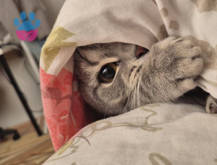 British Shorthair Güzel Kızım Eş Arıyor