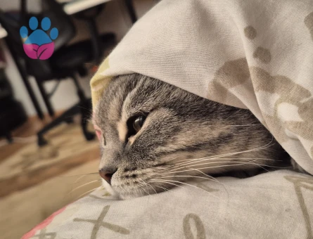 British Shorthair Güzel Kızım Eş Arıyor