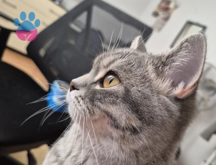 British Shorthair Güzel Kızım Eş Arıyor