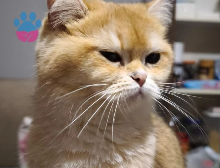 British Shorthair Golden Ns12 2 Yaşında Eş Arıyor