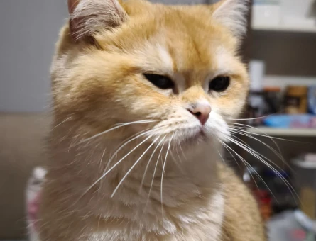British Shorthair Golden Ns12 2 Yaşında Eş Arıyor - 118981519