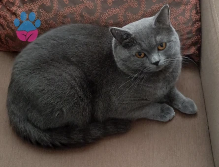 British Shorthair 14 aylık Erkek