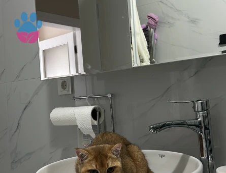 British Shorthair Prensesimize Prens arıyoruz