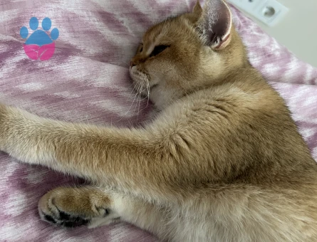 British Shorthair Prensesimize Prens arıyoruz