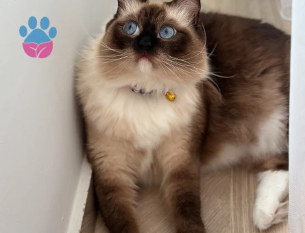 Erkek Ragdoll cinsi damat adayı arıyoruz