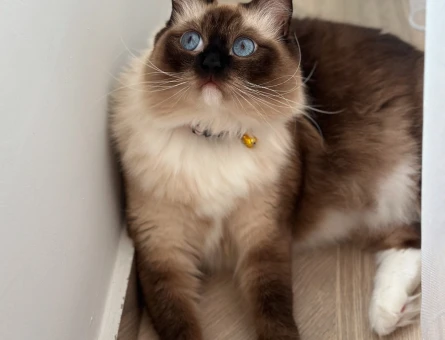 Erkek Ragdoll cinsi damat adayı arıyoruz - 118981523