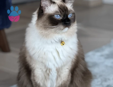 Erkek Ragdoll cinsi damat adayı arıyoruz
