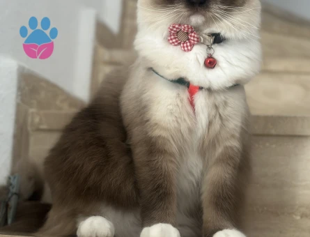 Erkek Ragdoll cinsi damat adayı arıyoruz