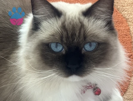 Erkek Ragdoll cinsi damat adayı arıyoruz