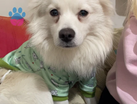 Japon spitz oğluma eş arıyorum