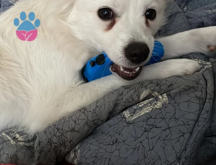 Japon spitz oğluma eş arıyorum