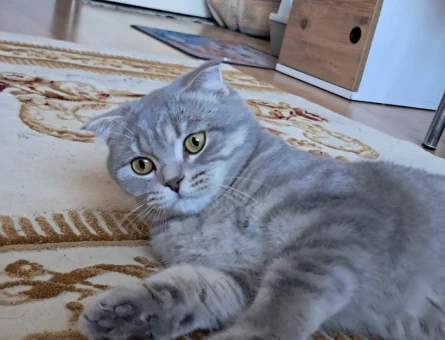 Scottish Fold Kızım Eş Arıyor Kızgınlıkta - 118981526