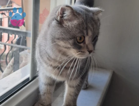 Scottish Fold Kızım Eş Arıyor Kızgınlıkta