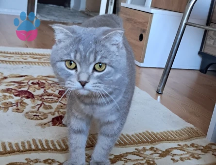 Scottish Fold Kızım Eş Arıyor Kızgınlıkta