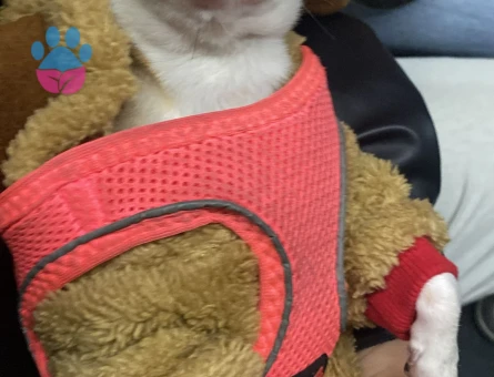 Chihuahua 2 Yaşında Köpeğime Eş Arıyorum