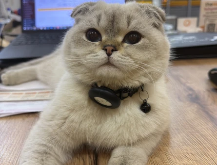 Scottish Fold Paşa Eş Arıyor - 118981532