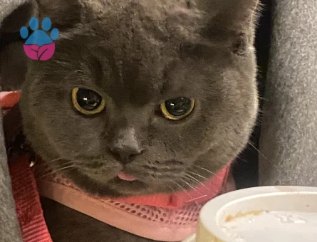 Prenses kedimize manita arıyoruz