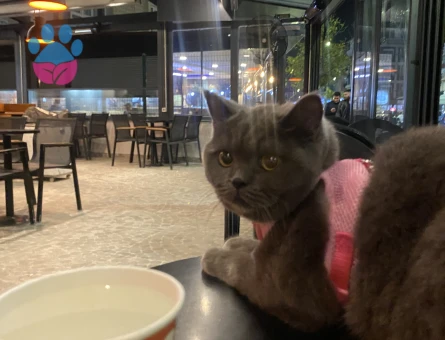 Prenses kedimize manita arıyoruz