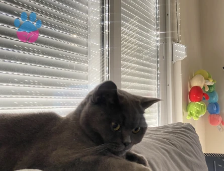 Prenses kedimize manita arıyoruz