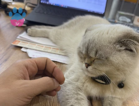 Scottish Fold Paşa Eş Arıyor