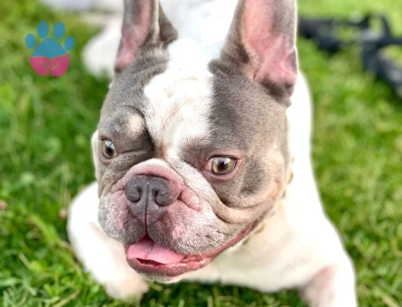 Egzotik French bulldog oğlumuza eş arıyoruz