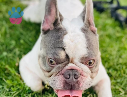 Egzotik French bulldog oğlumuza eş arıyoruz