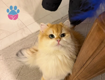 British Longhair Dişi kedime eş arıyorum