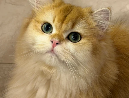 British Longhair Dişi kedime eş arıyorum - 118981534