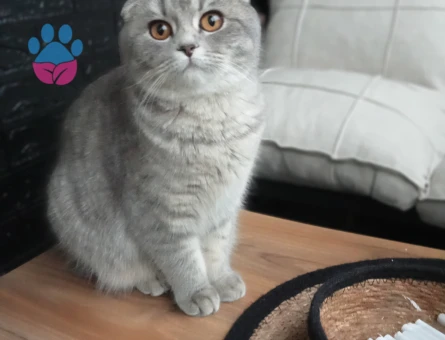 Kedim Miaya bluepoint erkek eş arıyoruz