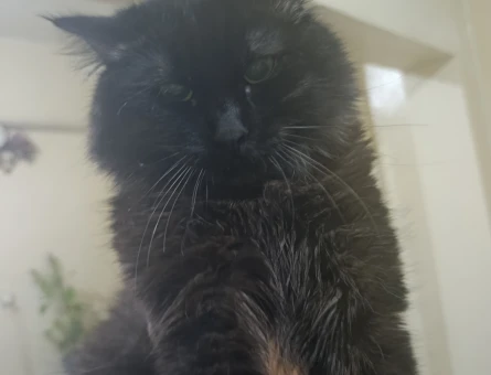 Maine Coon 1 Yaşında Eş Arıyoruz - 118981537