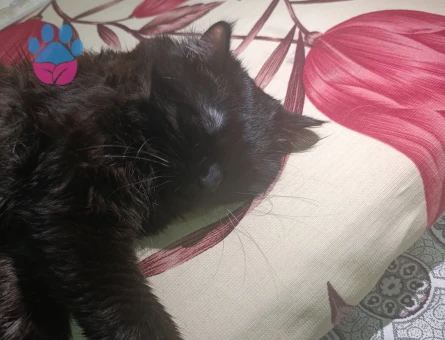 Maine Coon 1 Yaşında Eş Arıyoruz