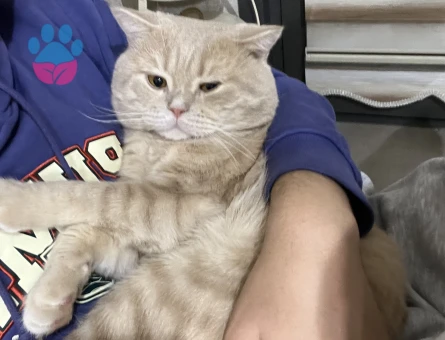 British Shorthair 3 Yaşında Erkek Kedim Eş Arıyor